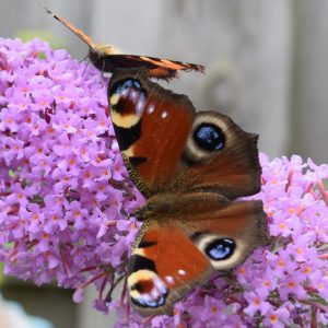 vlinder fotografie dagpauwoog tuinfotografie